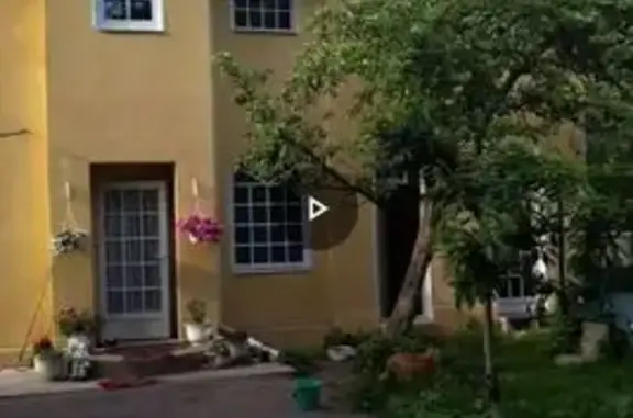 Белый пёс, после линьки не очень мохнатый, с ошейником, на теле есть очень светлые кремовые пятна, нос сейчас почти розовый. Он ушёл с участка через открытую калитку при разгрузке машины