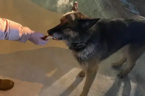 Пропала собака, Водяная улица, 15, Томск - немецкая овчарка, 10 лет - photo