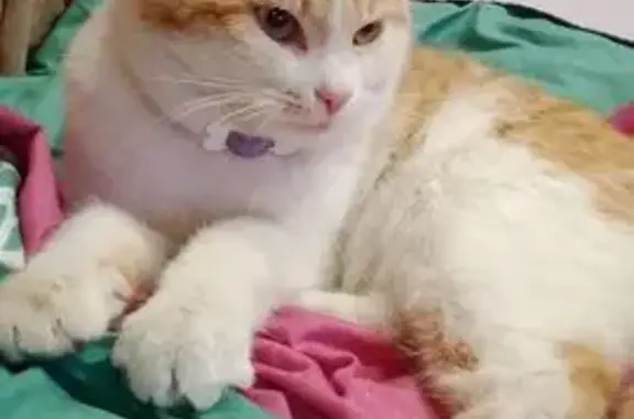 Пропал кот, Школьная улица, район Щербинка, Подольск - рыжий с белым - photo