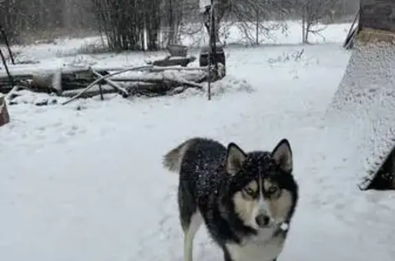 Пропал собака, Крымская улица, Рыбное - хаски с ошейником - photo