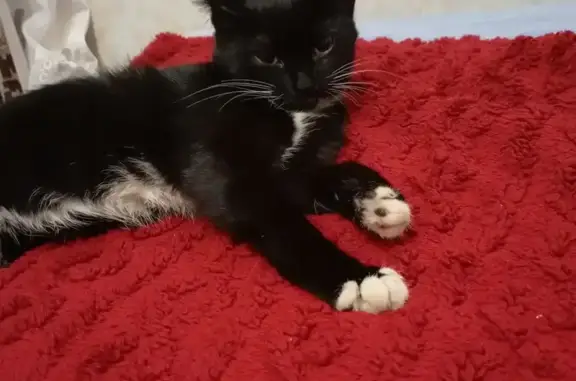 Найденные животные Туймазы, фото: Найдена кошка, Туймазы, Башкирия - черная с белыми лапками и галстуком