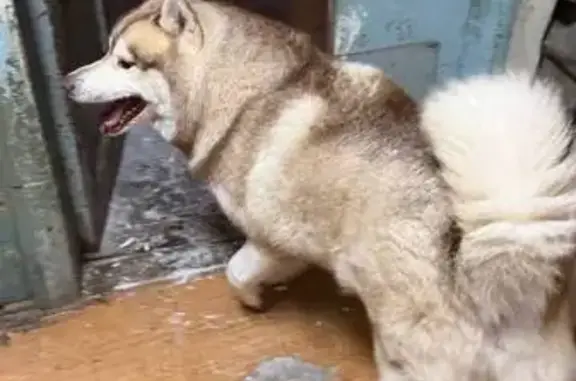 Найдена собака, Тула, фото: Найден собака, улица Короленко, Тула