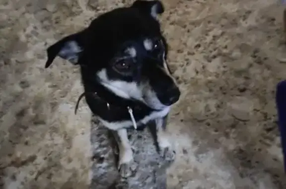 Найдена собака, Нижний Новгород, фото: Найдена собака, проспект Ленина, 53, Нижний Новгород - бело-чёрная, умная