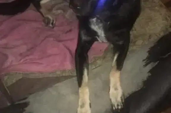 Пропала собака, женский пол, улица Карла Маркса, 56А, Электросталь - photo