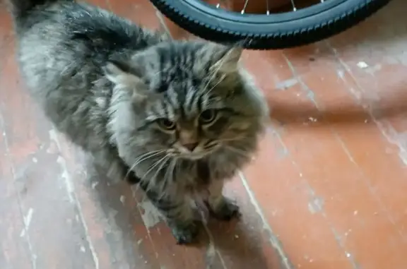 Найдена кошка, Казань, фото: Найдена кошка, улица Наки Исанбета, 51, Казань - ласковый сибирский котик