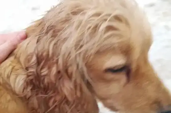 Найдена собака, Ростов-на-Дону, фото: Найдена собака, проспект Соколова, 36, Ростов-на-Дону - золотистый спаниель, девочка