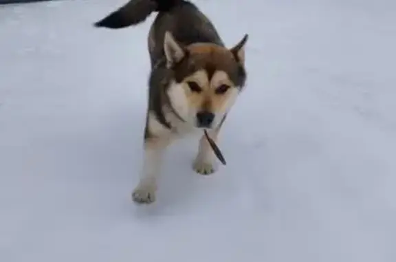 Найдена собака, Западный, фото: Найден собака, мужской, Северная улица, 9, Западный