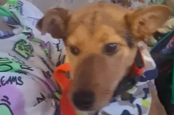 Найдена собака, Новороссийск, фото: Найдена собака, улица Красина, 36, Новороссийск