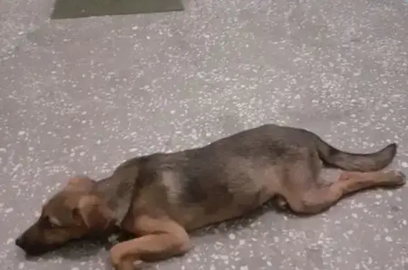 Найдена собака, Челябинск, фото: Найдена собака, женская, улица Образцова, 20, Челябинск - щенок, худенькая и ласковая