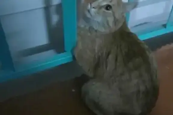 Найдена кошка, Иркутск, фото: Найден кот, 83, Иркутск - рыжий с белыми пятнышками