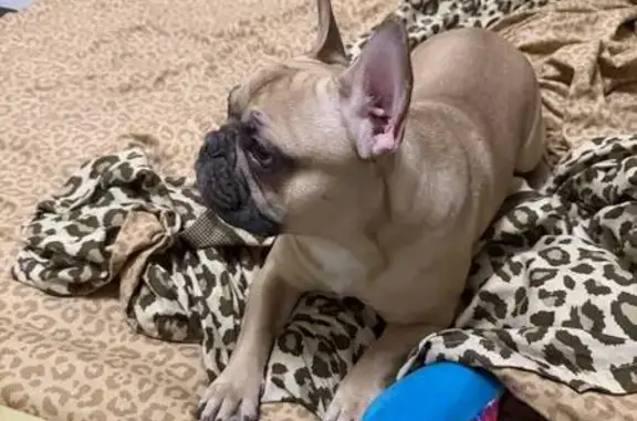 Найдена собака, Балашиха, фото: Найден собака, улица Майкла Лунна, 4, Балашиха - ухоженный и домашний