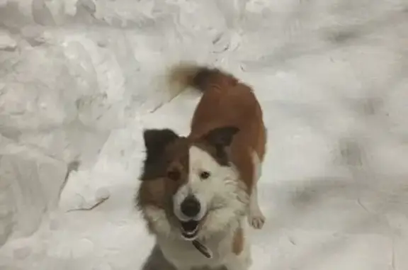 Пропал собака, Богдановка - спинка рыжая, грудь белая - photo