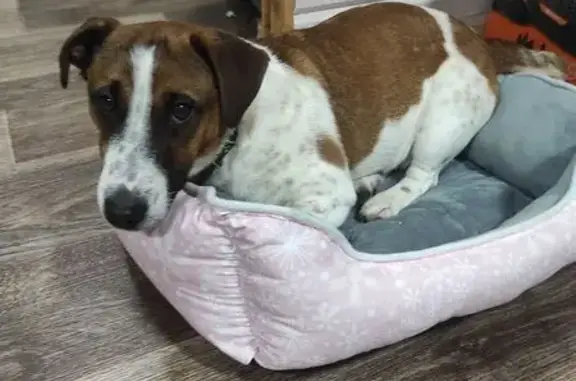 Найдена собака, Литвиново, фото: Найдена собака, Центральная улица, 250/2, Литвиново - Джек Рассел в коричневом ошейнике