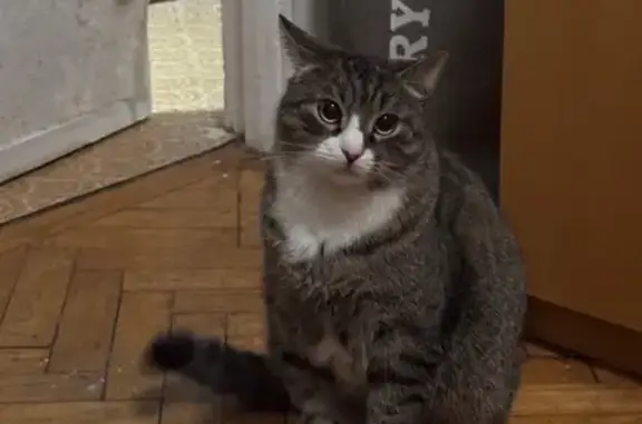 Спрыгнул с балкона, крупный с плотной шерстью