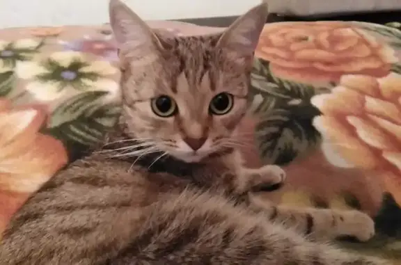 Пропала кошка, улица Советской Армии, 17, Рязань - полосатая светло рыжая - photo