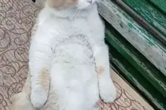 Пропала кошка, Лагерный переулок, городской округ Таганрог - рыжая с белыми лапками - photo