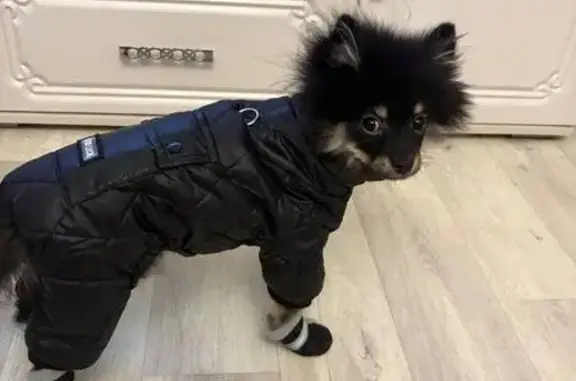 Пропала собака, Ангарская улица, 29, городской округ Липецк - photo