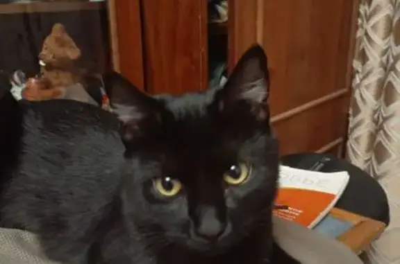 Кошки потеряшки, Колпино, фото: Потеряшка кот, бульвар Трудящихся, 3, Колпино - метис, чёрный окрас