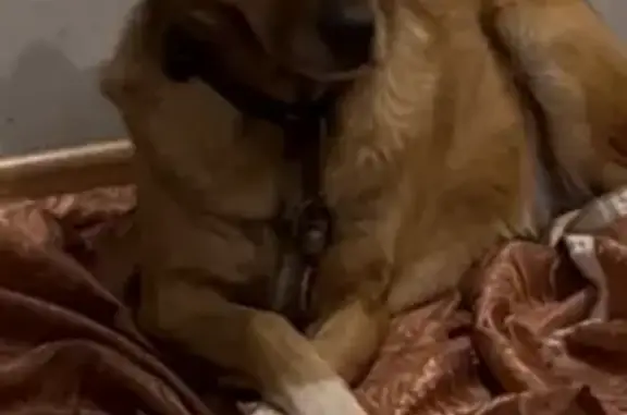 Пропала собака, Коллективная улица, 12, Курск - рыжая с ошейником - photo