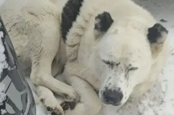 Найдена собака, Люберцы, фото: Найдена собака, улица Космонавтов, 48, Люберцы - белый с чёрным пятном