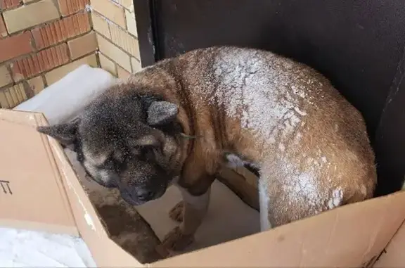 Объявления о пропавших и найденных животных, Малошильнинское, фото: Найдена собака, поселок Ближний, Малошильнинское сельское поселение - добрая, не агрессивная