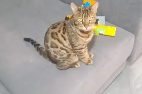 Пропал кот, улица Суворова, 92, Раевская - бенгал с ярким окрасом - photo