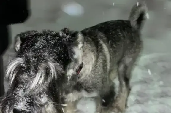 Найден собака, улица Гагарина, Казань - цверг с розовым/фиолетовым ошейником - photo