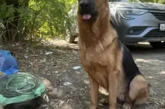 Пропала собака, улица Беляева, 9, Ростов-на-Дону - овчарка рыже-чёрного окраса - photo