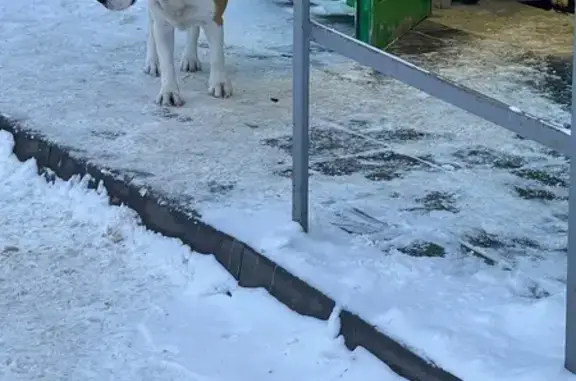 Найдена собака, Авдотьино, фото: Найден собака, мужской, у магазина Пятерочка, 46К-7410, Авдотьино