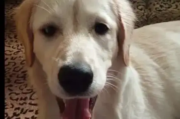 Пропала собака, проспект Победы, Челябинск - золотистая с разными глазами - photo