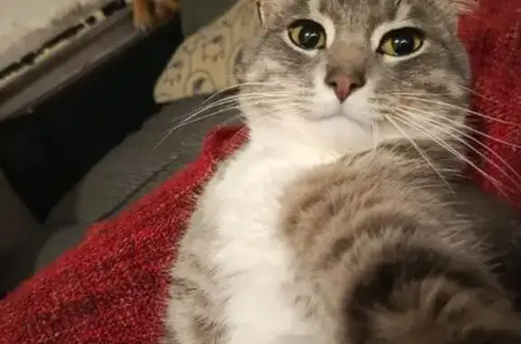 Пропал кот, Ветлужский проезд, 3, Нижний Новгород - серый с плотной шерстью - photo