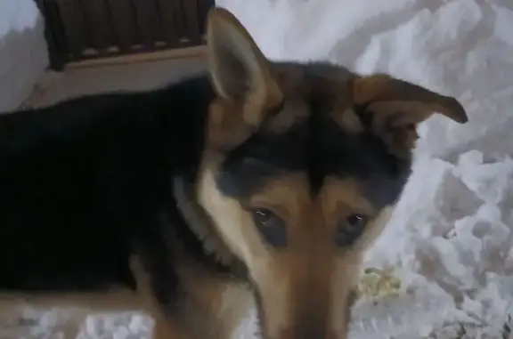 Найдена собака, Федюково, фото: Найдена собака, Федюково, Московская область - очень усталая и голодная