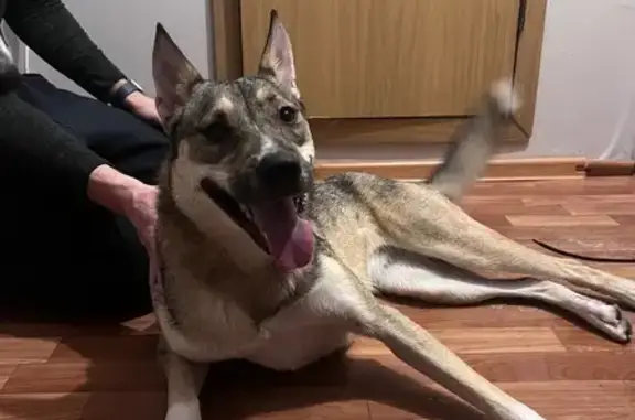 Найдена собака, девочка, на вид 1-2 года, ухоженная, видно что домашняя, без адресника, без чипа. Вероятнее всего, ее хозяйка живет в районе ул Белобородова - Рупасово, и у нее есть еще одна собака, похожая на белую лайку.