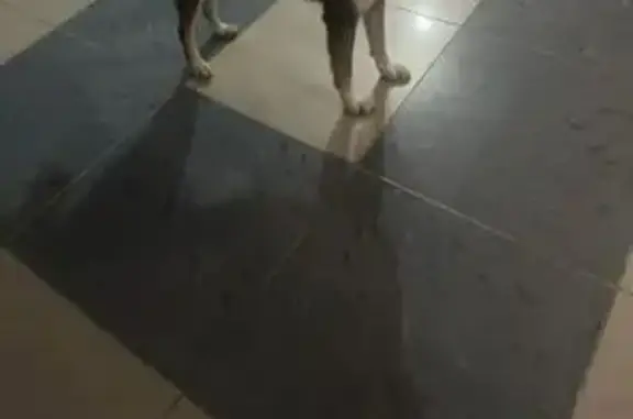 Найден собака, Казань, Татарстан - photo