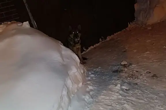 Найдена собака, Пирогово, фото: Найдена собака, Клязьминская улица, Пирогово - похож на овчарку с порванным ошейником