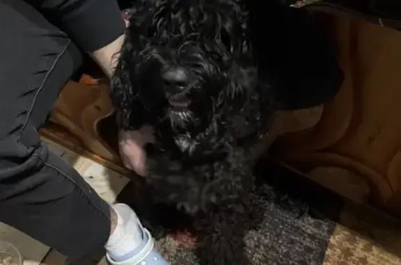 Найдена собака, Брянск, фото: Найден собака, Институтская улица, 127, Брянск