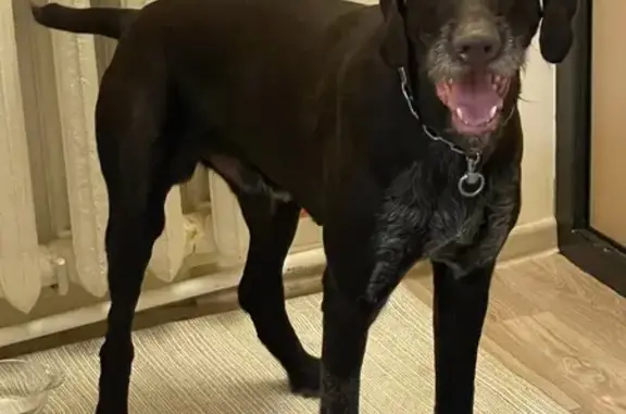 Найдена собака, Наро-Фоминский городской округ, фото: Найден собака, Наро-Фоминский городской округ - коричневый, очень умный