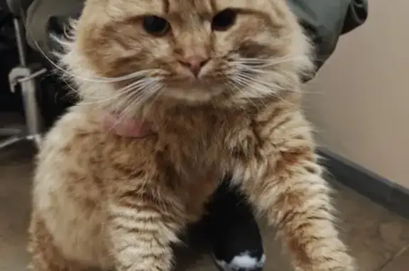 Найдена кошка, Борисовка, фото: Найден кот, 42К-075, Борисовка - рыжий с ошейником