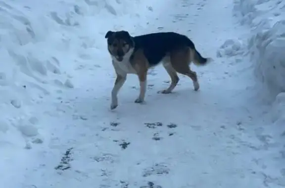 Найдена собака, Путилково, фото: Найден собака, Путилково, Московская область - крупный трёхцветный кобель