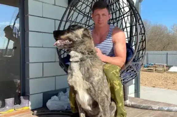 Пропала собака алабай, Новое Брянцево, Тверская область - тигрового окраса - photo