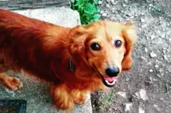 Пропал собака, Ярославское, Калининградская область - рыжий с карими глазами и ошейником - photo