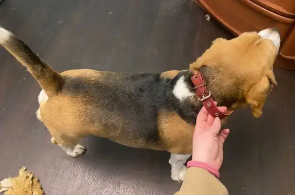 Найдена собака, Брянск, фото: Найден собака, мужской, Бежицкая улица, Брянск - в красном ошейнике