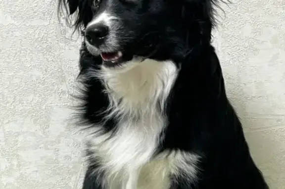 Найдена собака, Хабаровск, фото: Найдена собака, мужской, улица Карла Маркса, 76, Хабаровск - явно домашняя, молодая