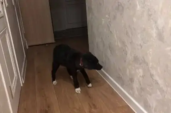 Найдена собака, Калуга, фото: Найдена собака, улица Платова, 19, Калуга - дворняжка с ошейником