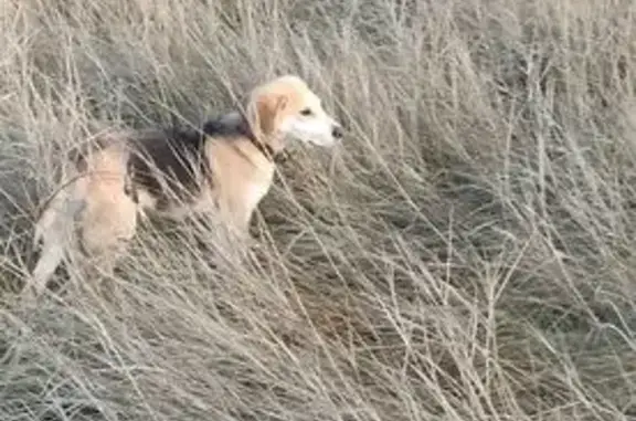 Пропал щенок, Козловское сельское поселение, Карайчевское - был на охоте с взрослой собакой - photo