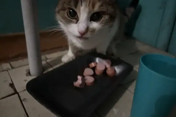 Найдена кошка, Ярославль, фото: Найдена кошка, Автозаводская улица, 67, Ярославль - ласковая и домашняя