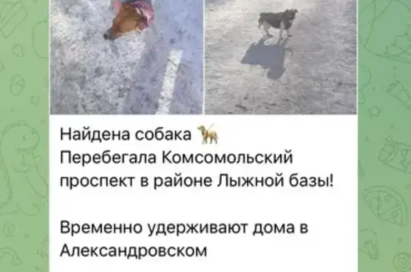 Найдена собака, Челябинск, фото: Найдена собака, Комсомольский проспект, Челябинск