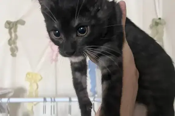 Найдена кошка, Кемерово, фото: Найдена кошка, улица Патриотов, 34А, Кемерово - мяукал в подъезде