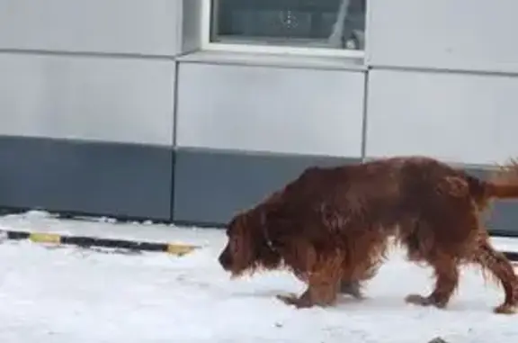 Найдена собака, Усть-Мана, фото: Найдена собака, Шоссейная улица, 1Б, Усть-Мана - ошейник, бегает у магазина