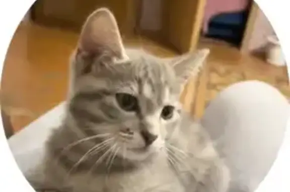 Кошки потеряшки, Липецк, фото: Потеряшка кот, Пришкольная улица, городской округ Липецк - серый с белыми полосами